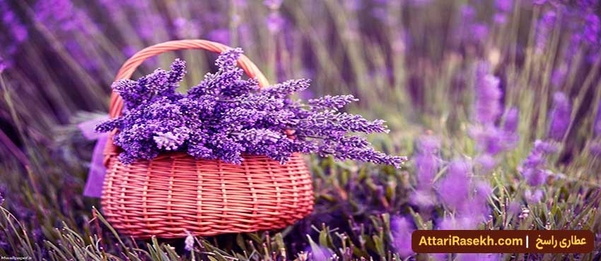 Properties of lavender for men